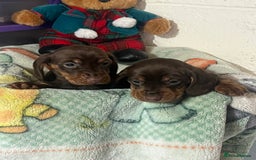 Dachshund dogs for sale: Dashund  - Advert 4