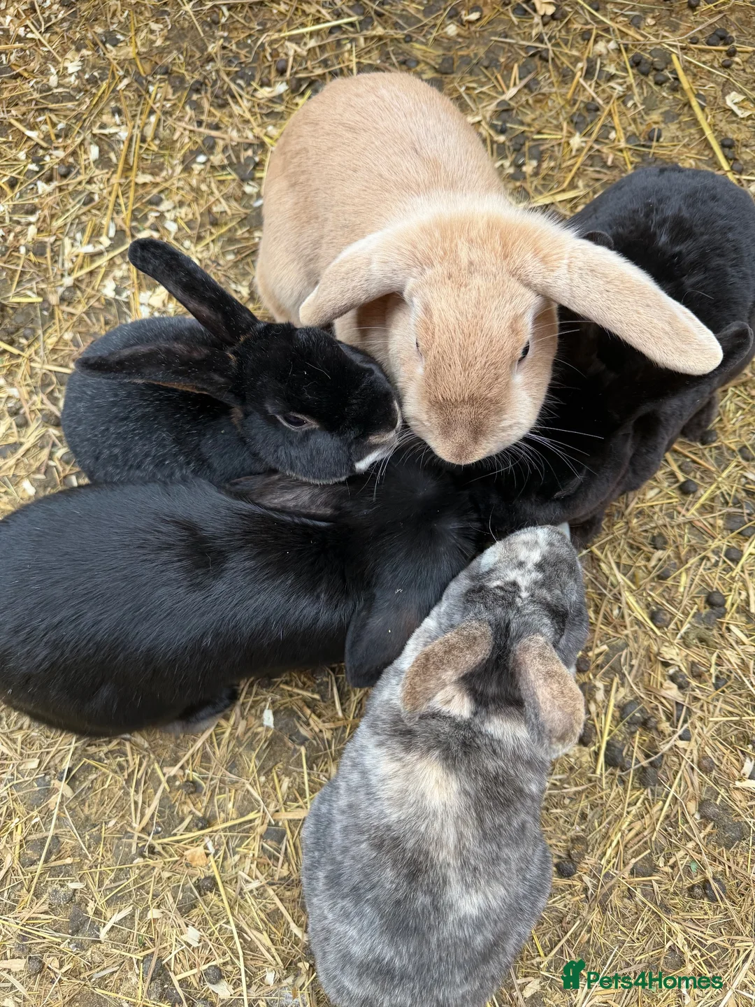 Mixed Breed rabbits for sale: A variety of ages of mixed rabbits - Advert 9