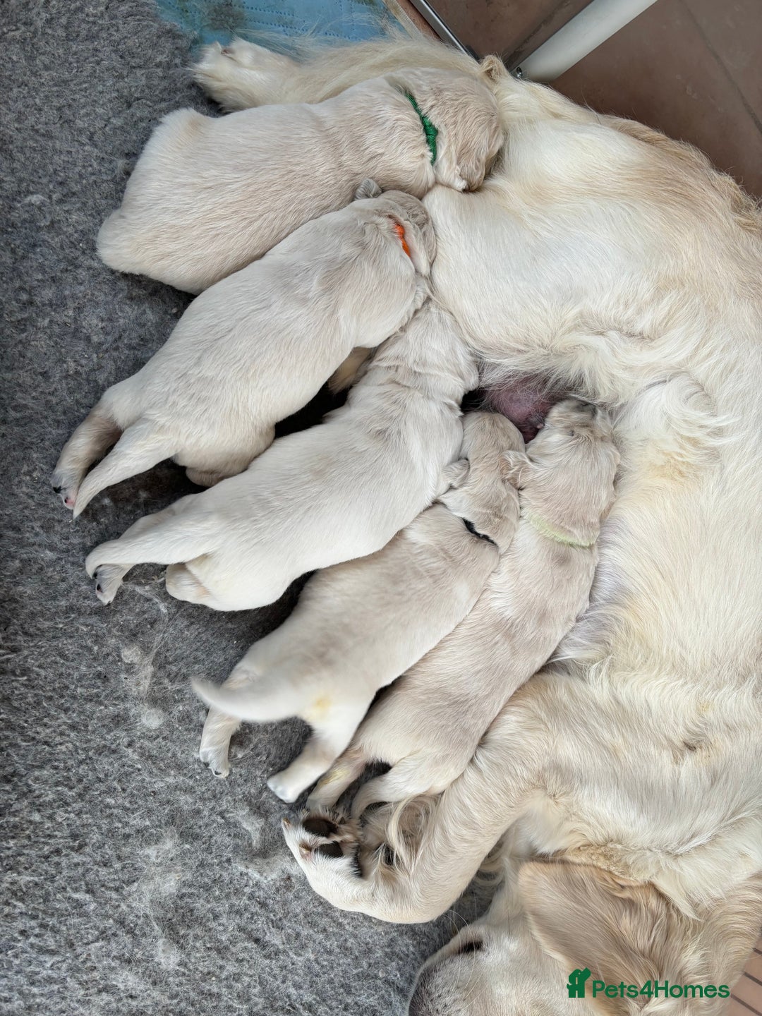 Golden Retriever dogs for sale: Kc reg golden retriever pups - Image 3