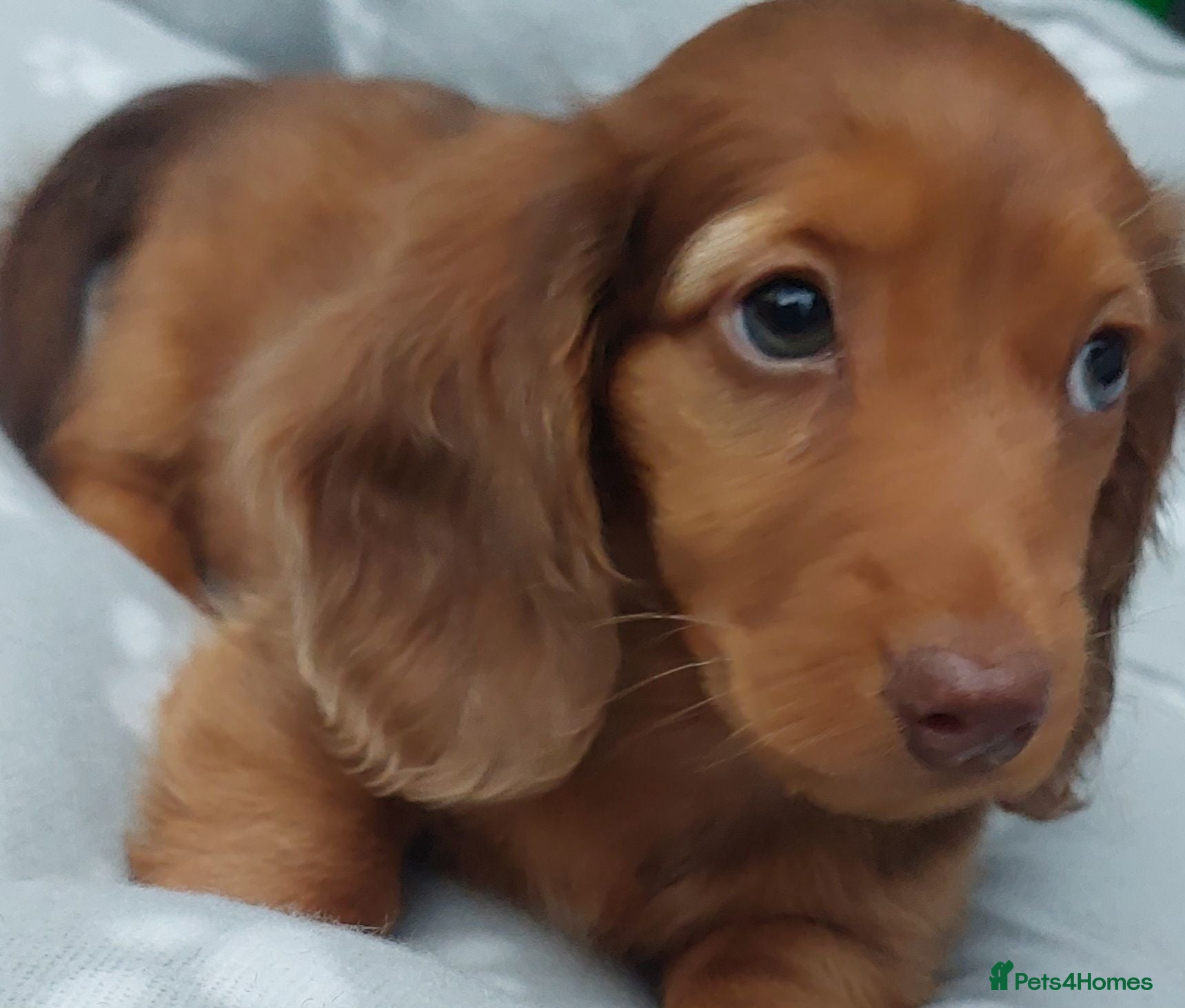 Miniature Dachshund dogs Miniature long hair dachshund - Advert 1