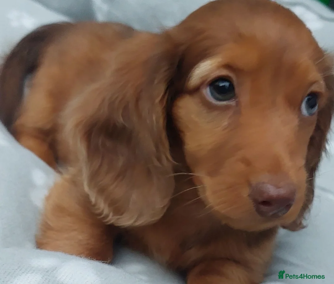 Miniature Dachshund dogs for sale: Miniature long hair dachshund - Advert 1