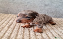 Miniature Dachshund dogs for sale: 💜Stunning miniature daschunds babys💜 - Image 6