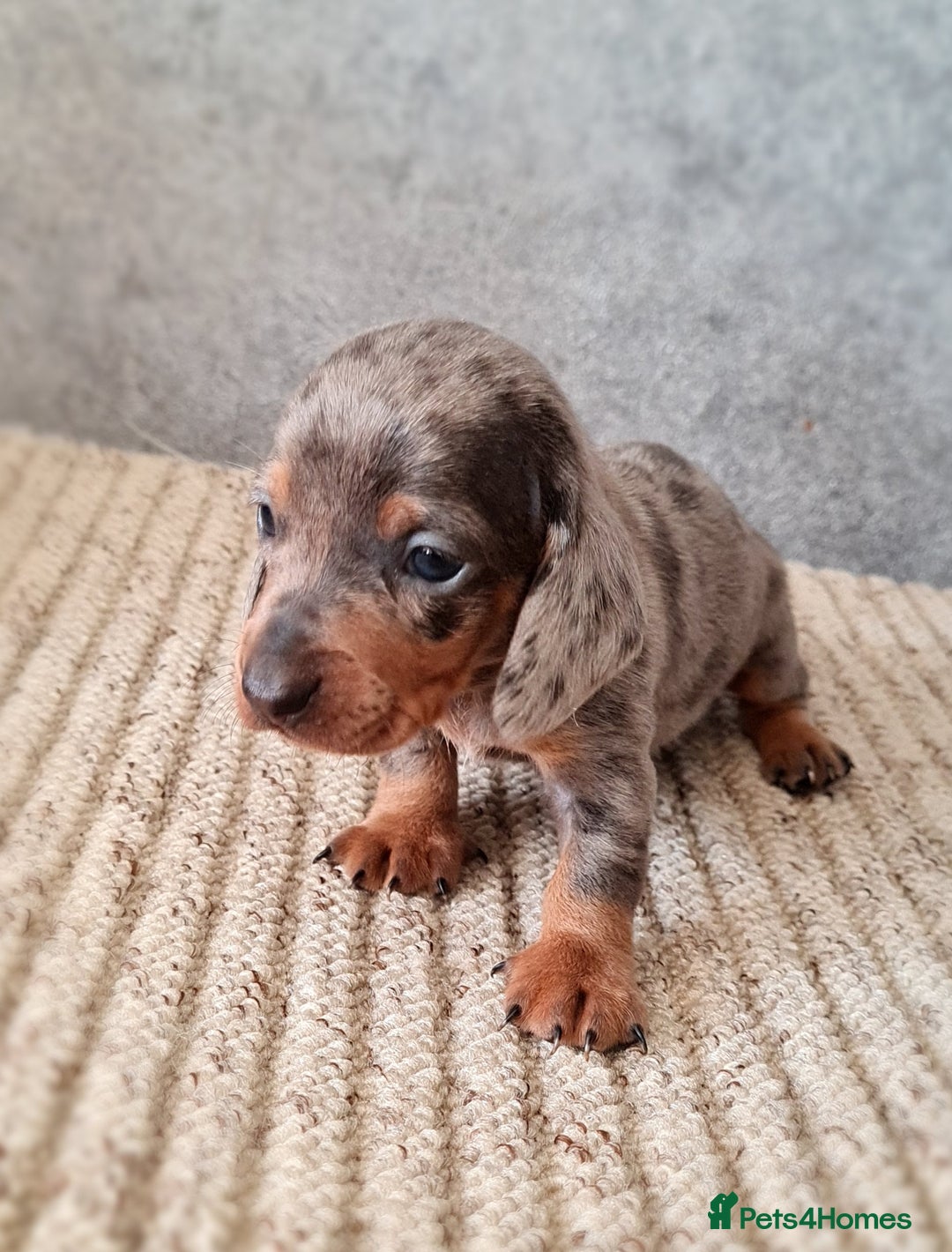 Miniature Dachshund dogs for sale: 💜Stunning miniature daschunds babys💜 - Image 6