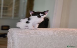 Mixed Breed cats for sale: Female kitten  - Advert 3