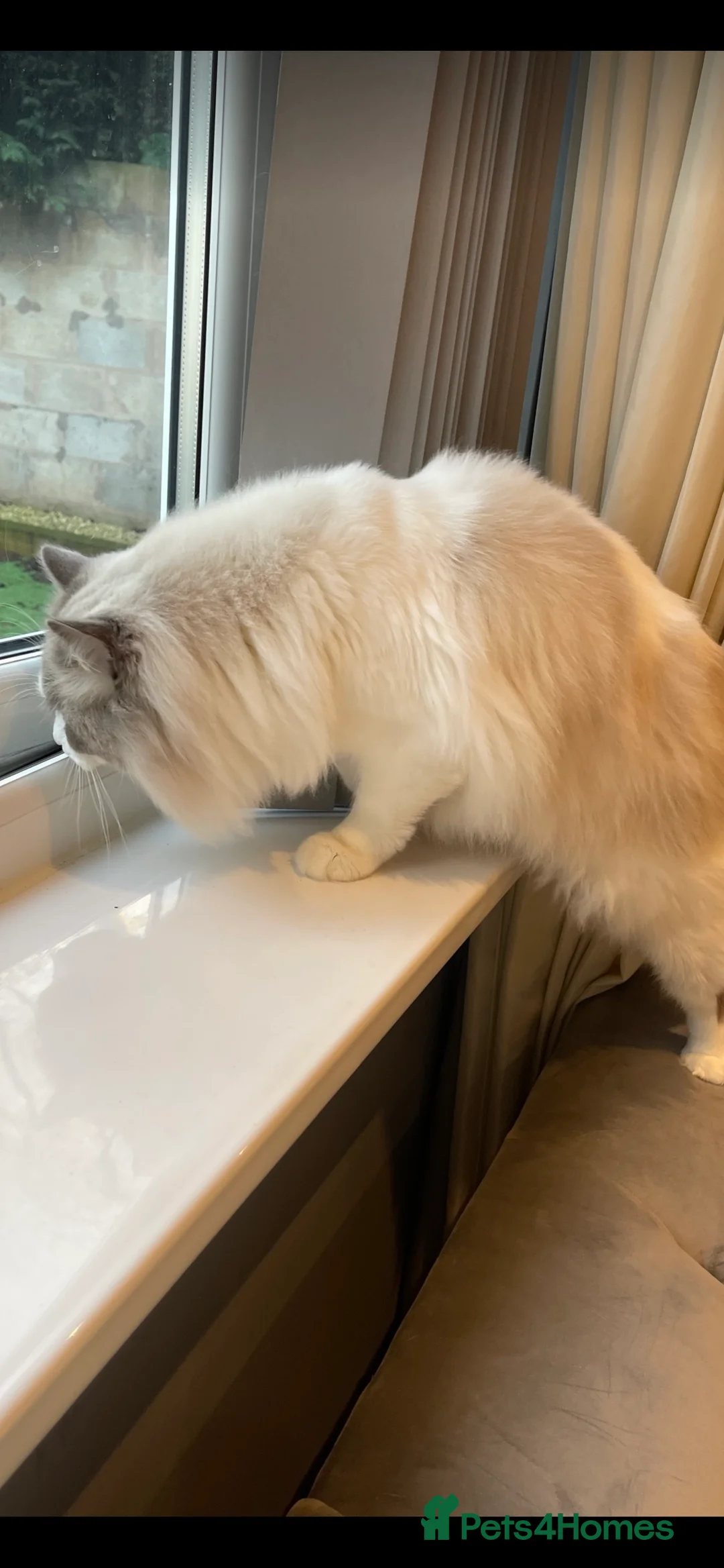 Ragdoll cats for stud: Bi-Colour Handsome Ragdoll Stud GCCF/TICA (Active) - Advert 10