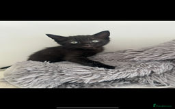 Mixed Breed cats for sale: 1 male black kitten  - Image 9