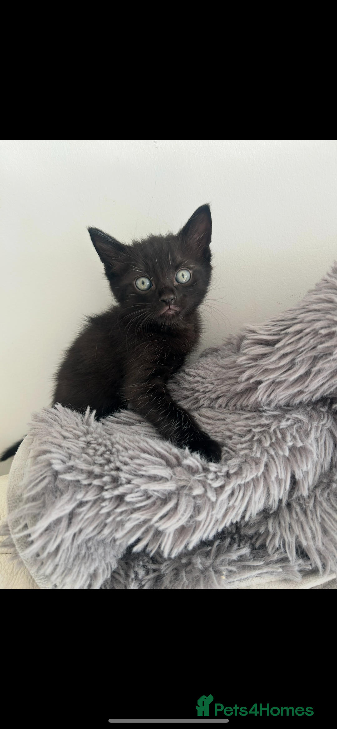 Mixed Breed cats for sale: 1 male black kitten  - Image 9