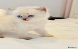 Scottish Fold cats for sale: Half Scottish half British short hair  in London - Image 12