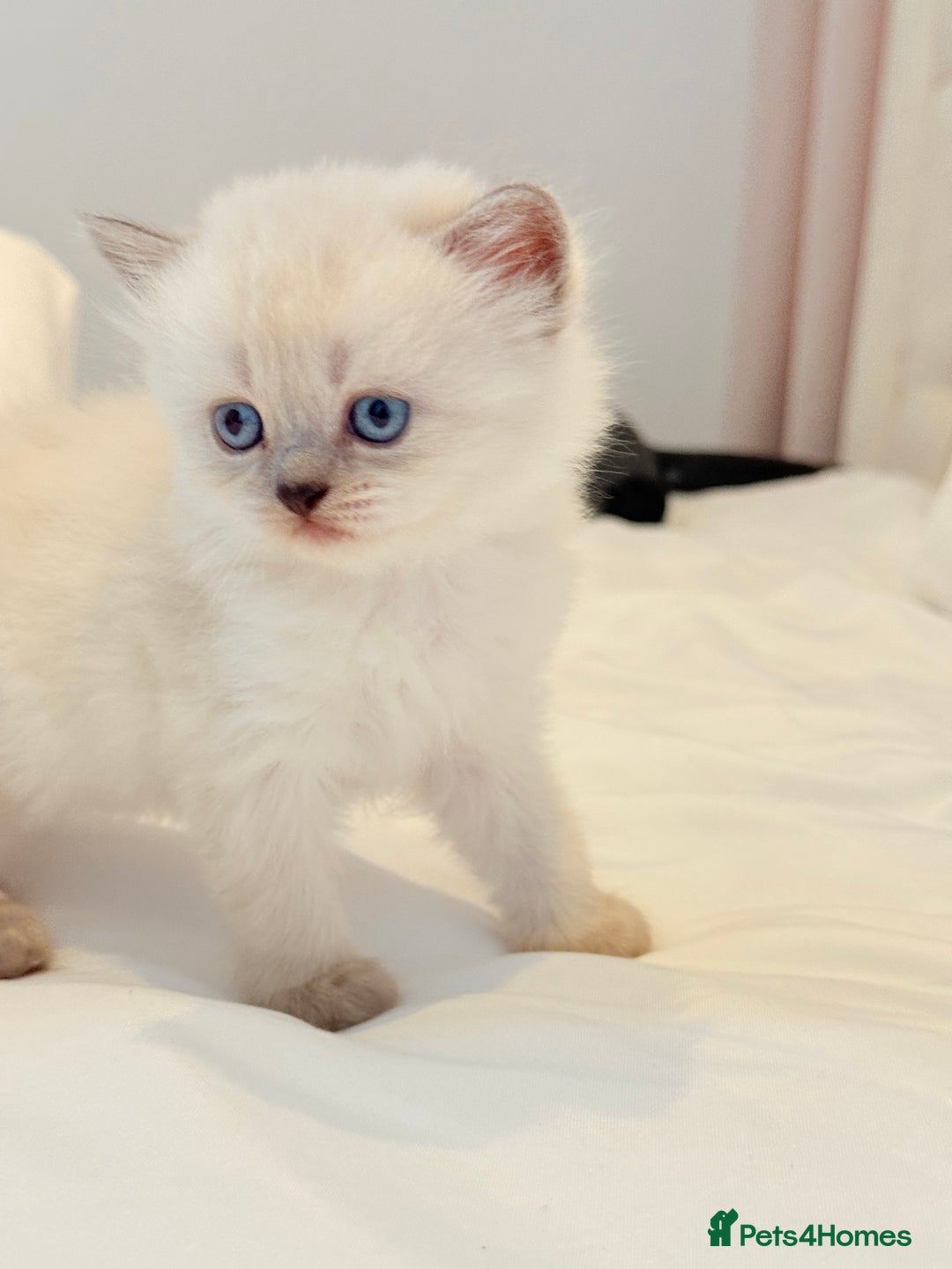 Scottish Fold cats for sale: Half Scottish half British short hair  in London - Image 12