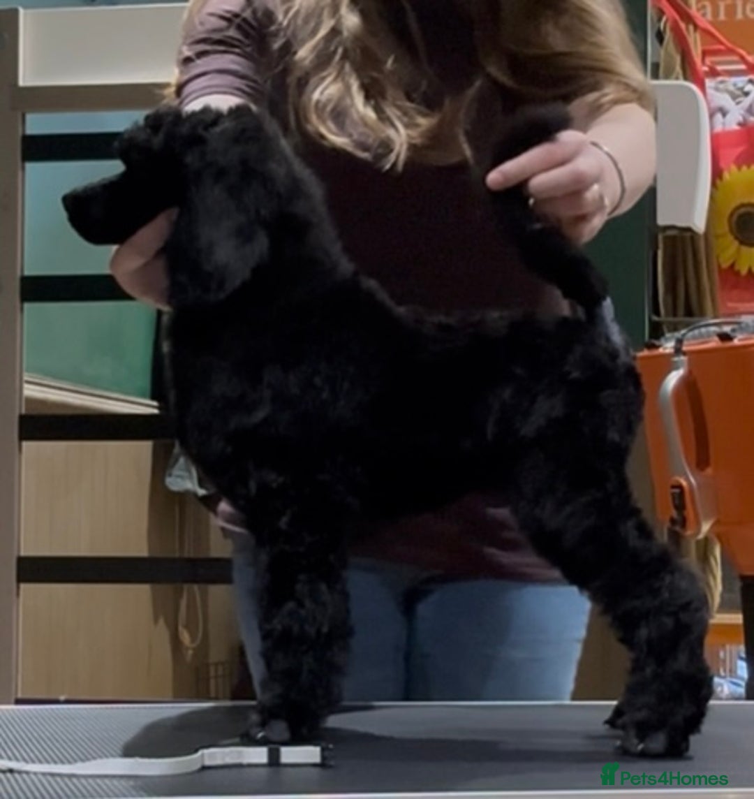 Standard Poodle dogs for sale: Champion sired standard poodles  - Advert 4