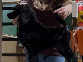 Standard Poodle dogs Champion sired standard poodles - Advert 8