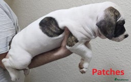 Mixed Breed dogs for sale: Confident & Well-Socialised Presa x Staffy Pups - Image 7