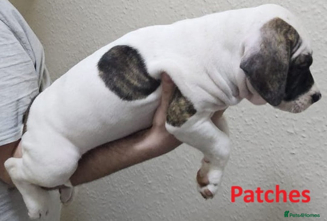 Mixed Breed dogs for sale: Confident & Well-Socialised Presa x Staffy Pups - Image 7