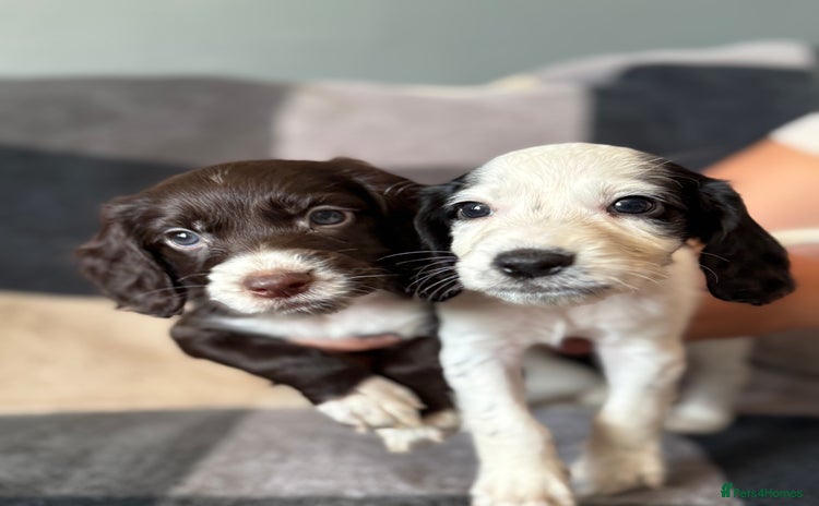 Cocker Spaniel dogs - Advert 2