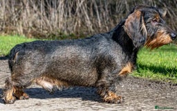 Dachshund dogs for sale: Wire haired Dachshund Teckel Puppies - Advert 12