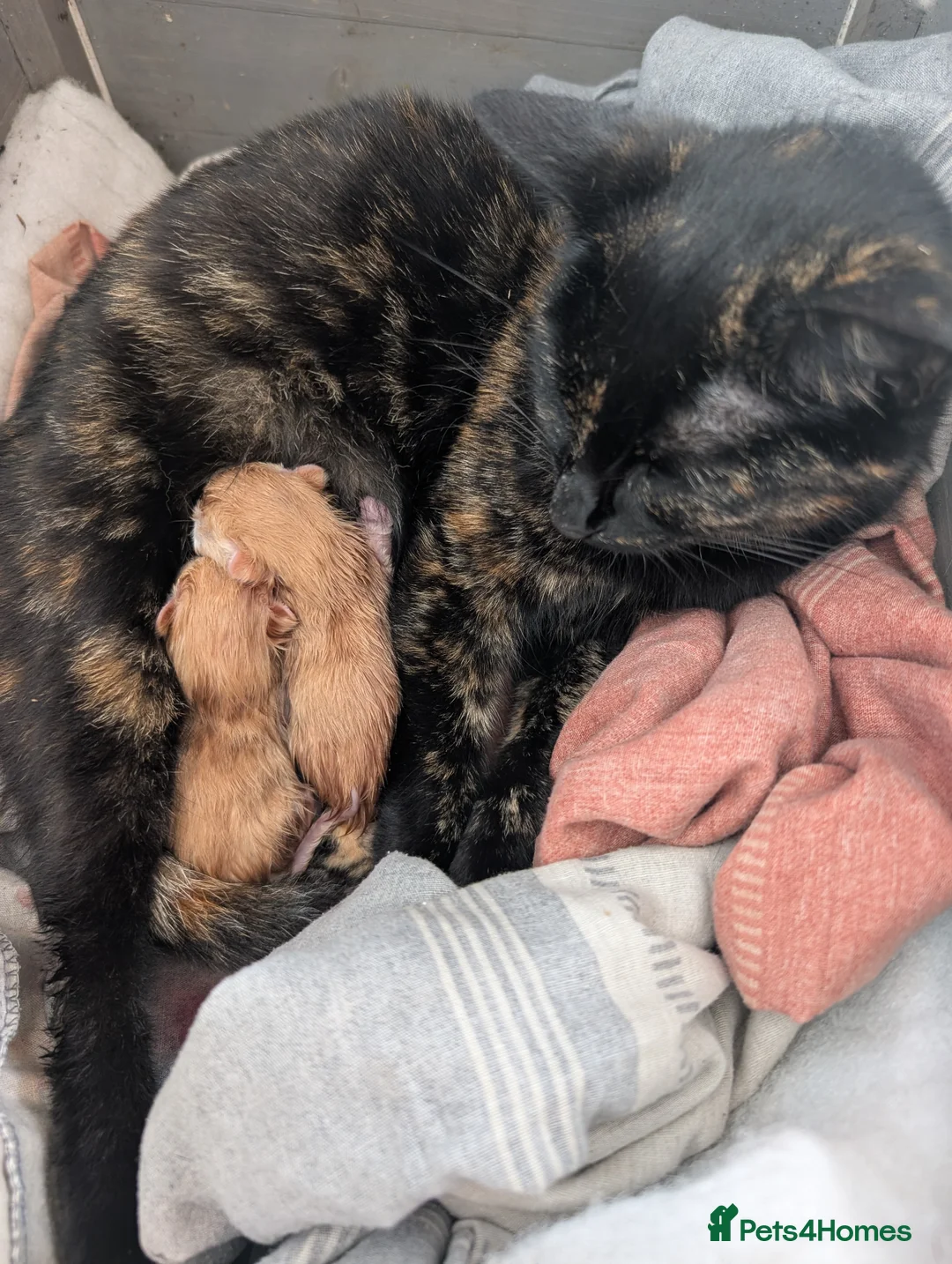 Domestic Shorthair cats for sale: 2 ginger Tabby male kittens - Advert 2