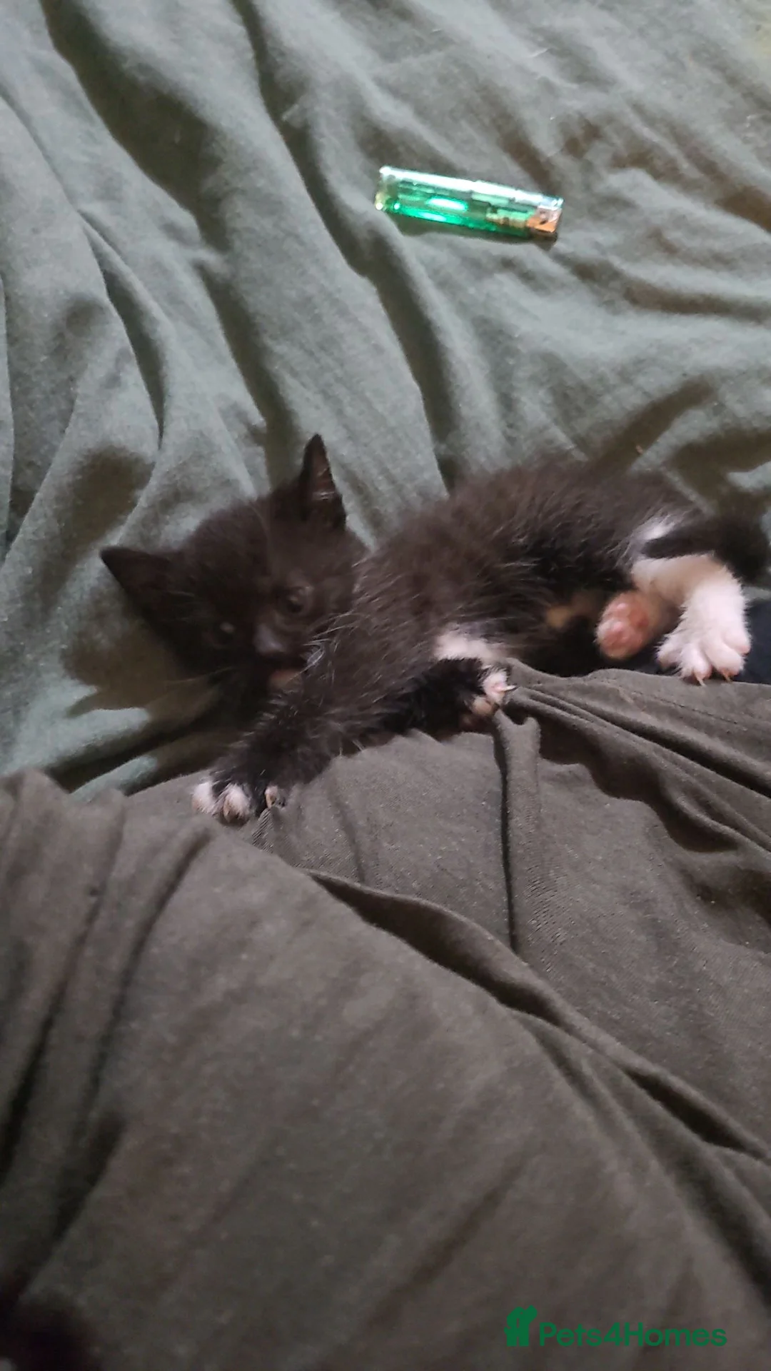 Mixed Breed cats for sale: One boy One girl really love full kittens in Manchester - Advert 5