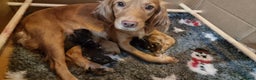 Cockapoo dogs for sale: Stunning litter of cockapoos, 2 males, 3 females - Advert 3