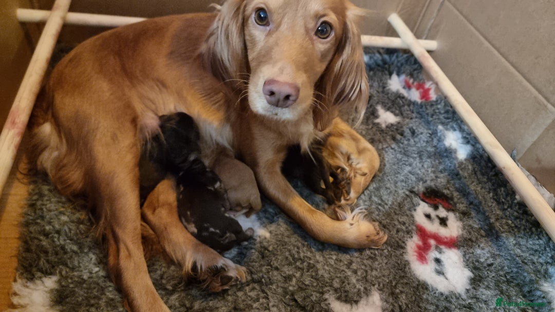 Cockapoo dogs for sale: Stunning litter of cockapoos, 2 males, 3 females - Advert 3