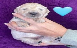 Golden Retriever dogs for sale: KC Reg Cream Boys from health tested parents.  - Image 14