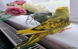 Ringnecks birds for sale: Beautiful female ringneck  - Advert 3