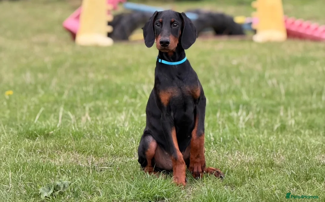 Dobermann dogs for sale: READY NOW- Outstanding KC Dobermann Pups🇧🇷 - Advert 2