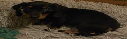 Miniature Dachshund dogs for sale: Last kc girl - Advert 1