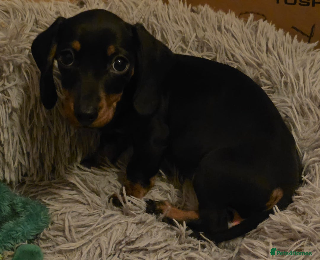 Miniature Dachshund dogs for sale: Last kc girl - Advert 1