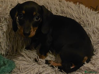 Miniature Dachshund dogs Last kc girl - Advert 10