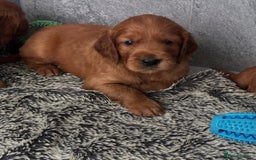 Irish Setter dogs for sale: Rare Golden Irish litter - Image 32
