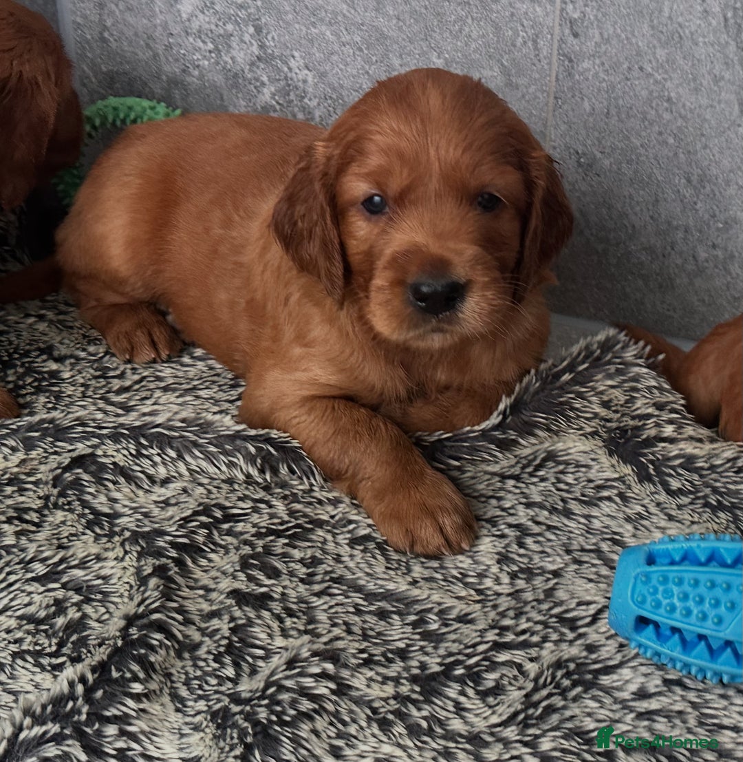 Irish Setter dogs for sale: Rare Golden Irish litter - Image 32