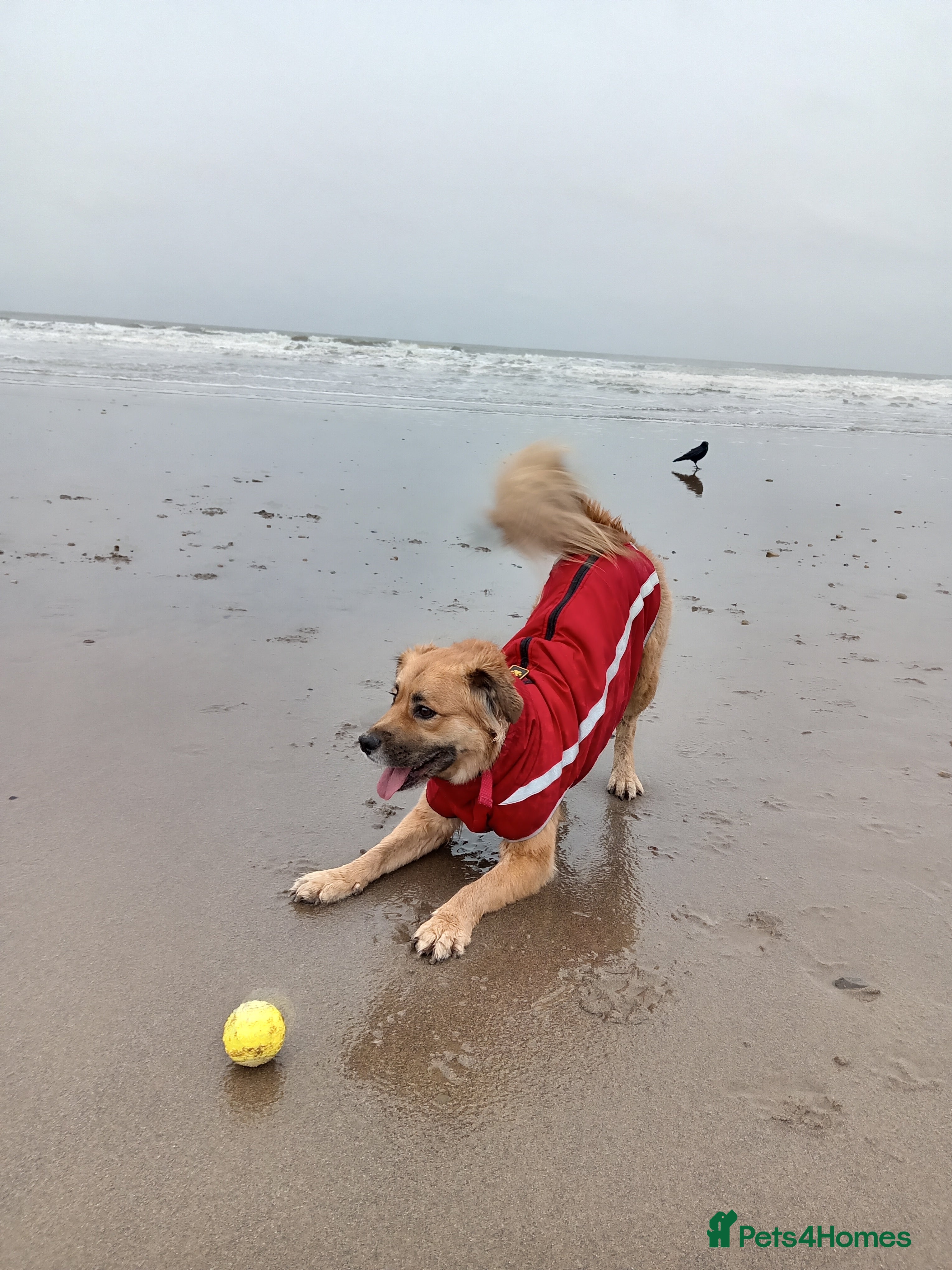 Mixed Breed dogs Playful and Curious - Advert 4