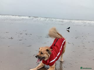 Mixed Breed dogs Playful and Curious - Advert 4