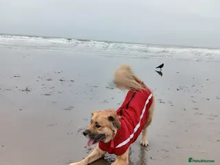 Mixed Breed dogs Playful and Curious - Advert 18