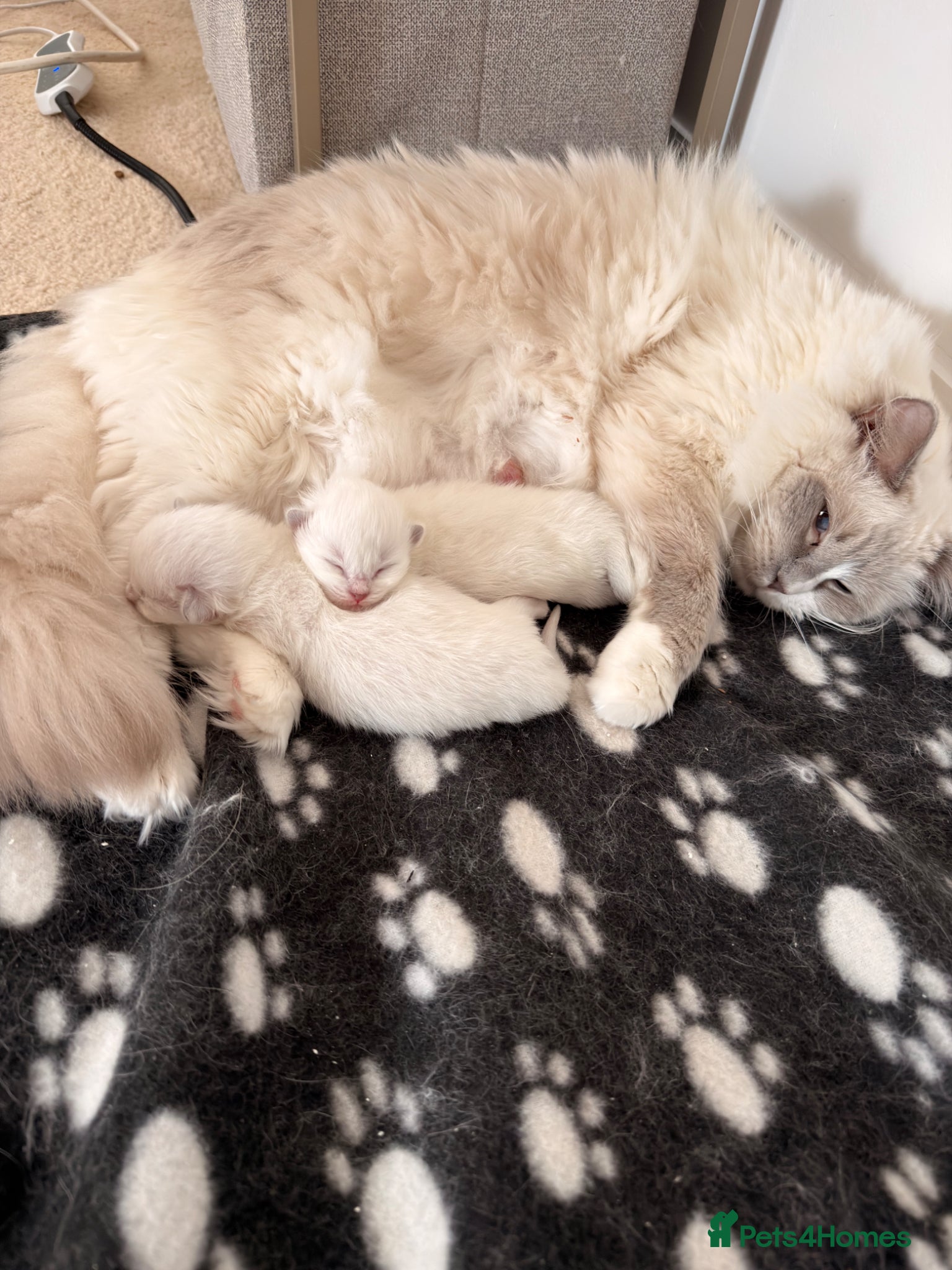 Ragdoll cats for sale: Beautiful Lilac Point Female Ragdolls GCCF reg  - Advert 1