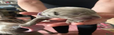 Labrador Retriever 1