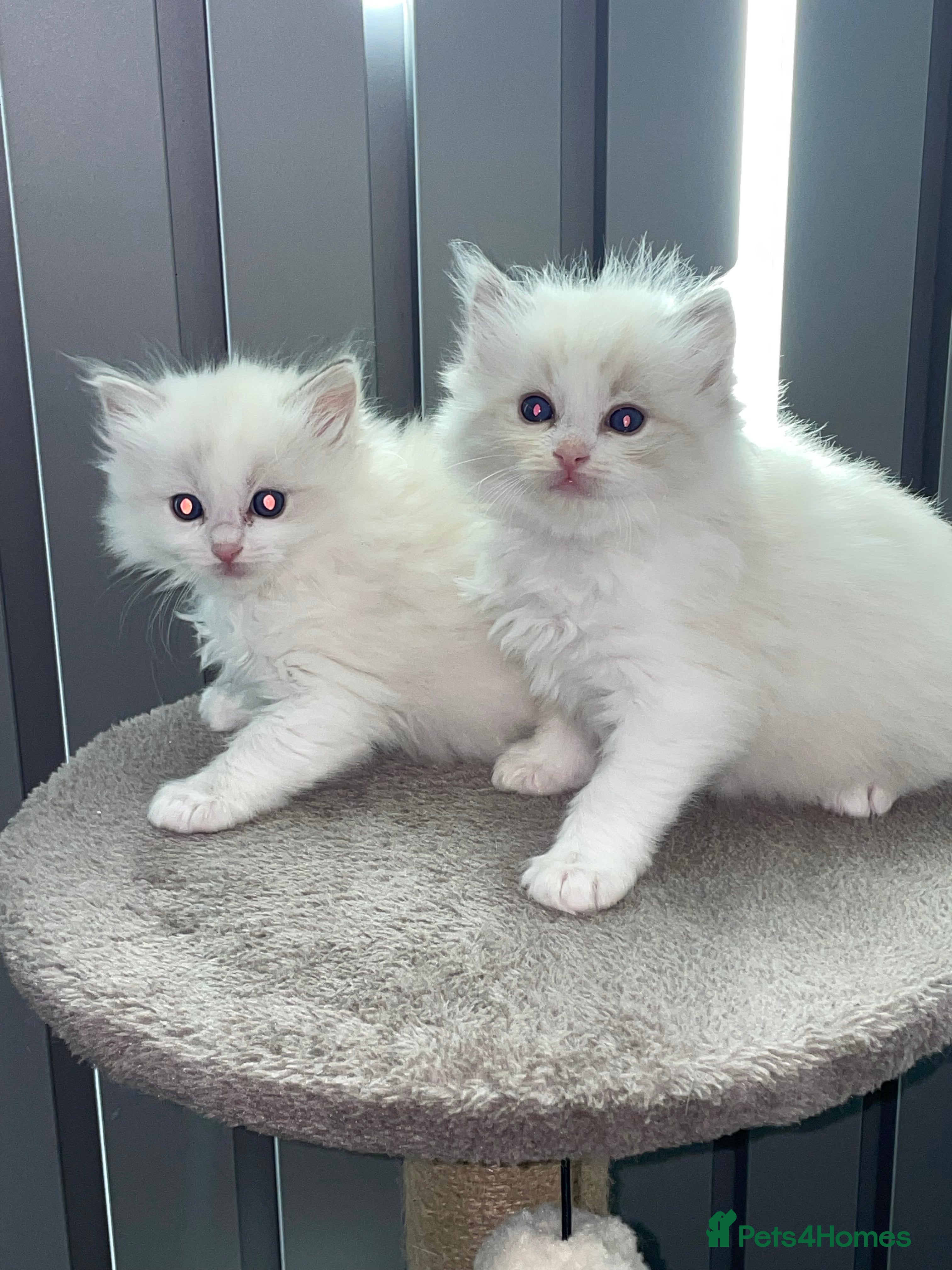 Ragdoll cats 4 lovely Blue lynx bicolour ragdoll kittens - Advert 1