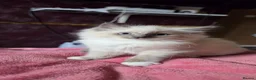 Ragdoll cats for sale: Ragdoll kittens ready to leave  - Advert 24