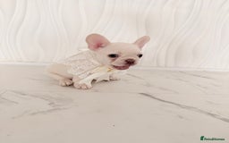French Bulldog dogs for sale: Stunning platinum and lilac fawn boys and girls - Image 27