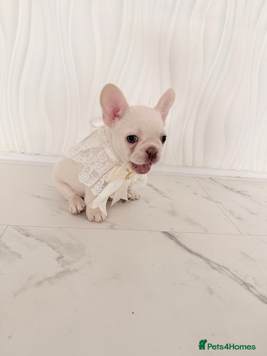 French Bulldog dogs for sale: Stunning platinum and lilac fawn boys and girls - Image 27