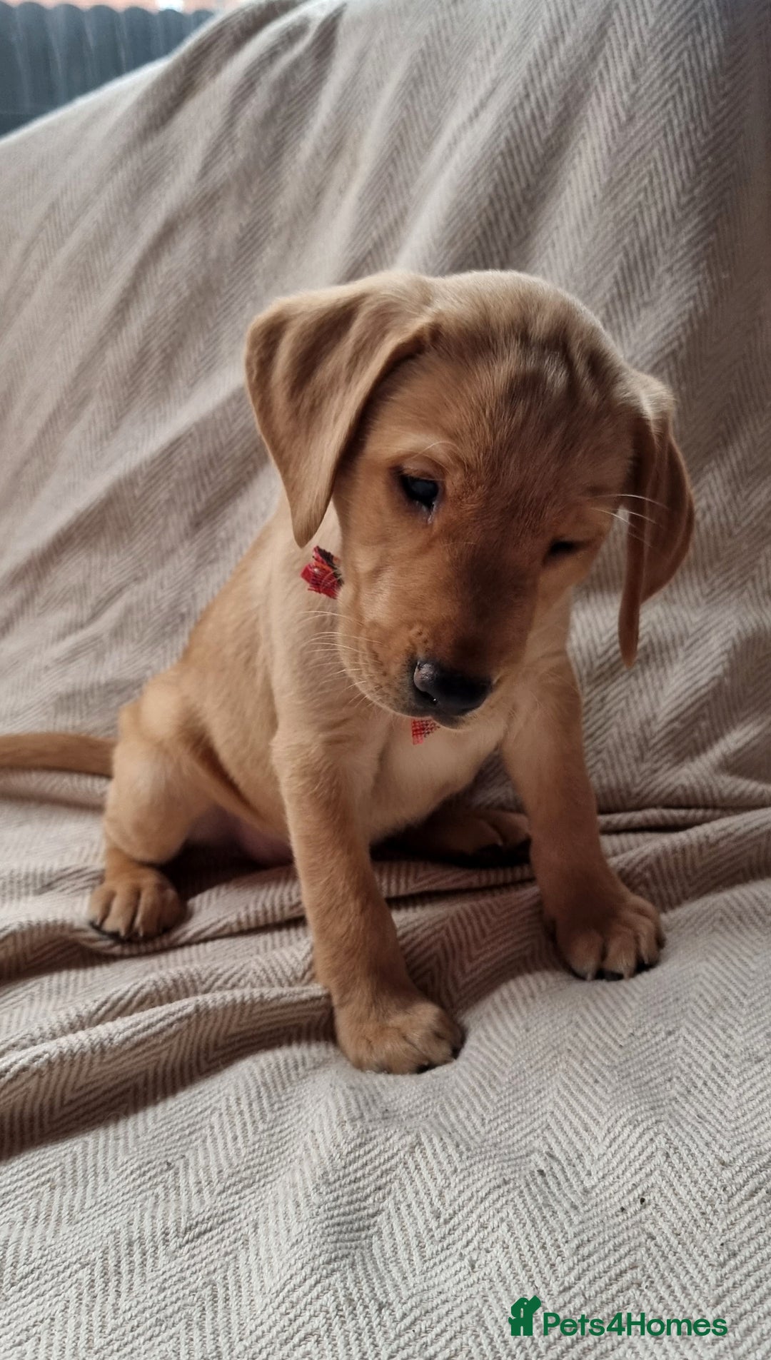Labrador Retriever dogs for sale: Beautiful Yellow & Fox Red Labrador puppies. - Advert 18