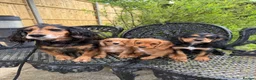 Cockalier dogs for sale: Cavalier x cocker pups 3 boys ready now  - Advert 6