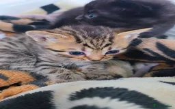 Mixed Breed cats for sale: 3 Black Grey Stripped Kittens For Sale - Image 8