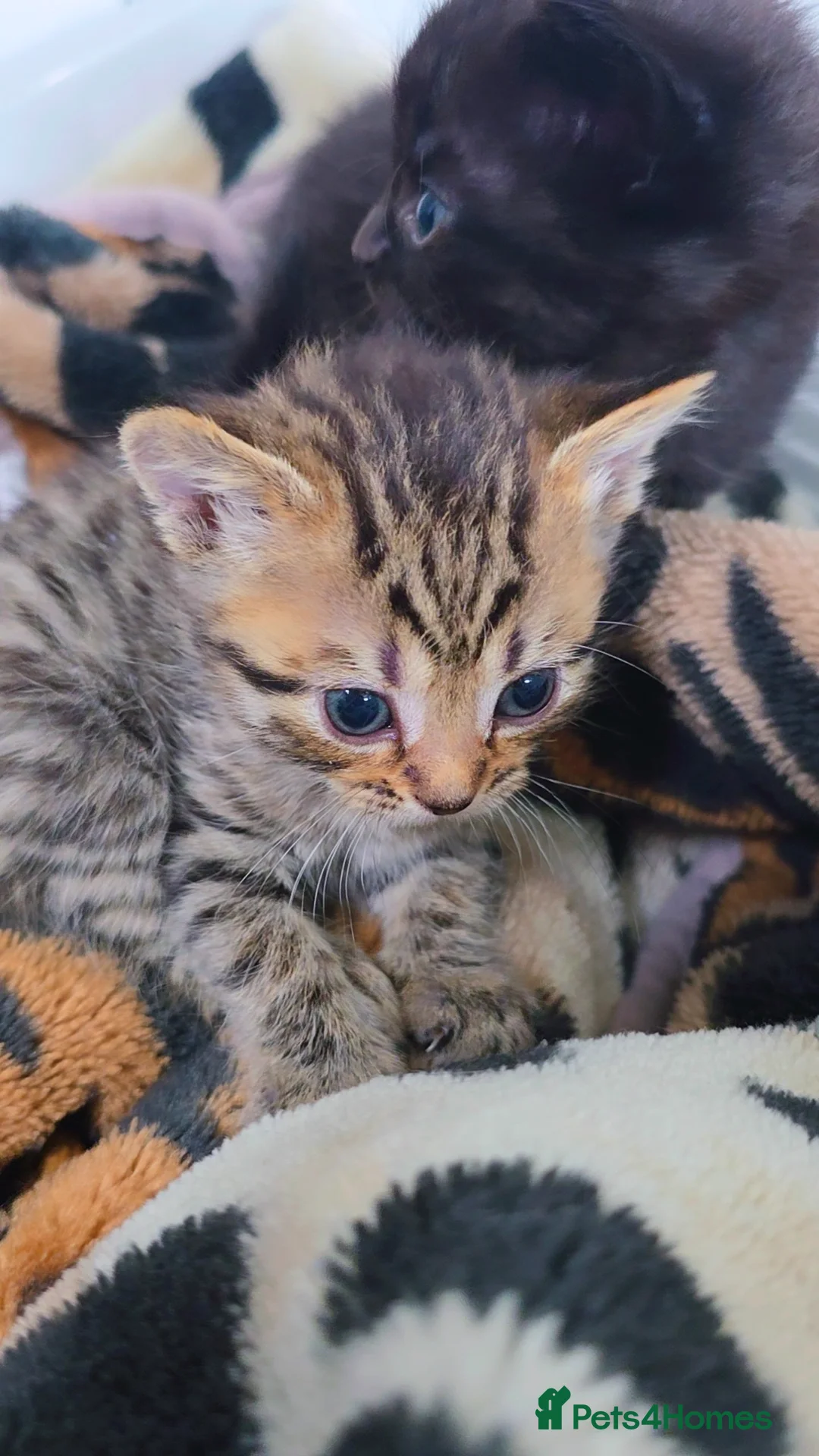 Mixed Breed cats for sale: 3 Black Grey Stripped Kittens For Sale - Image 8