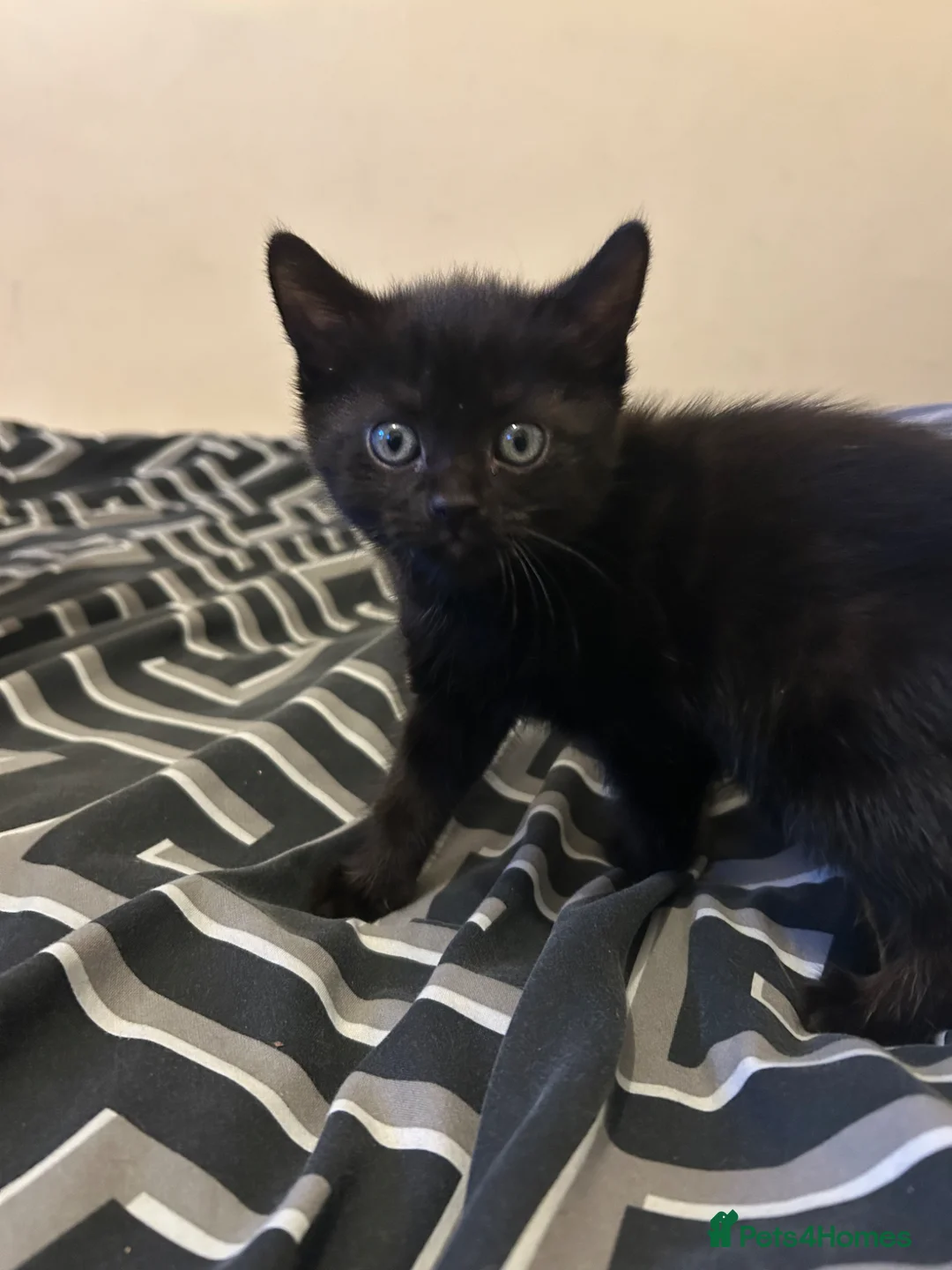 Bombay cats for sale: Bombay kittens for sale  - Advert 3