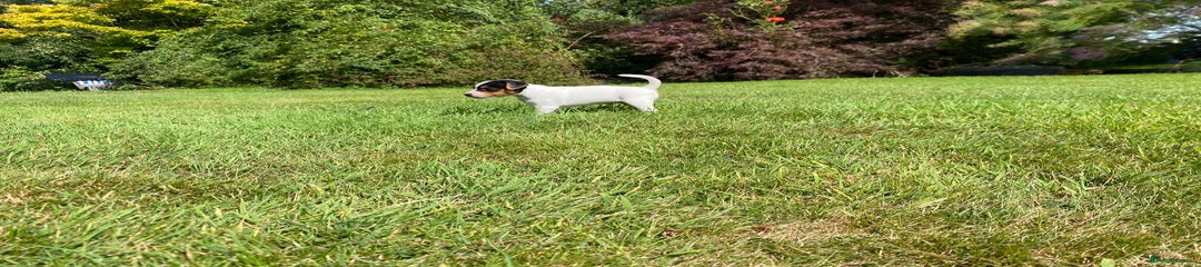 Jack Russell Puppy 1 Phillipe 