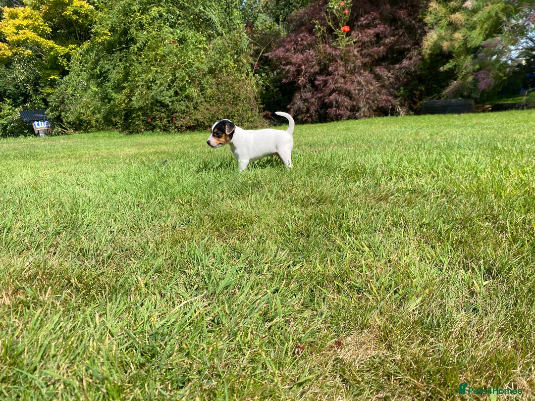 Jack Russell dogs for sale: 5 Jack Russell Puppies - Image 9