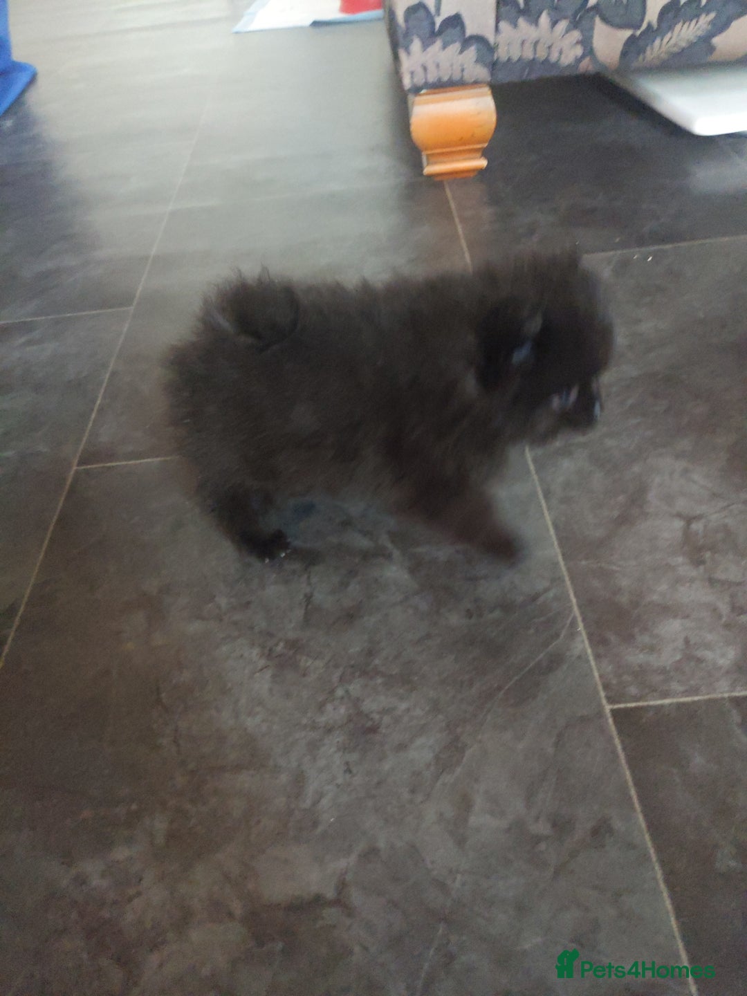 Pomeranian dogs for sale: Pomarian puppies for sale  - Advert 5
