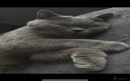 British Shorthair cats for sale: GCCF Active British Blue shorthair - Image 4