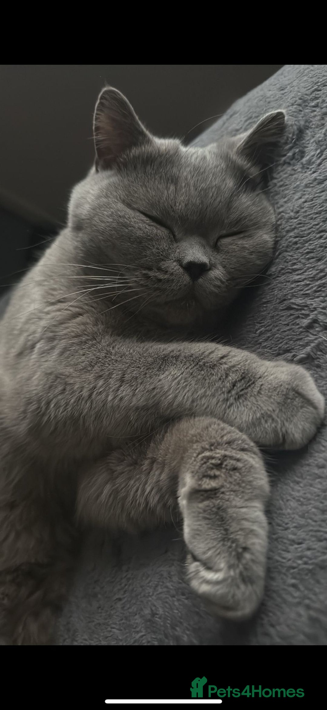 British Shorthair cats for sale: GCCF Active British Blue shorthair - Image 4